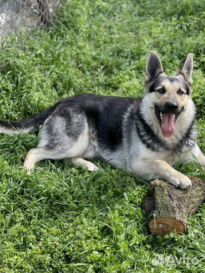 Вязка восточноевропейская овчарка