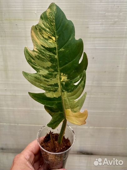 Продаю цветы