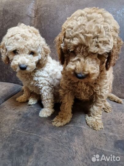 Карликовый пудель