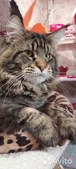 Вязка кошки мейн-кун