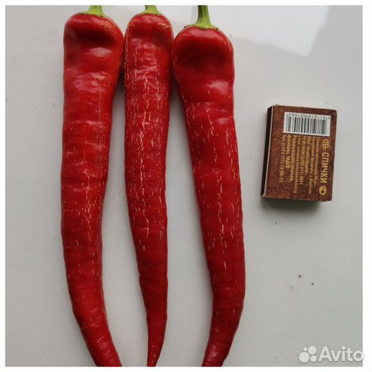 Семена перцев