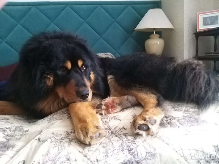 Вязка Монгол Банхар (Mongol banhar) чемпион