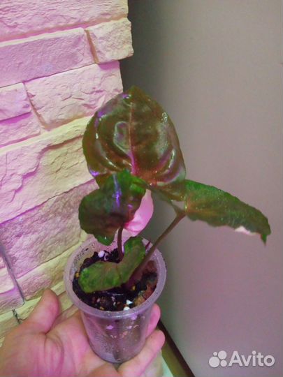 Сингониум Клубничный лед