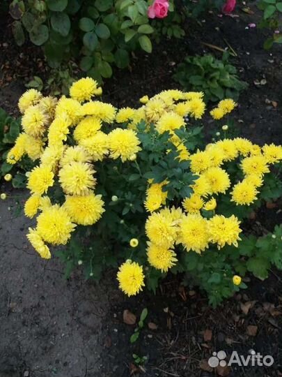 Многолетние расстения в саду