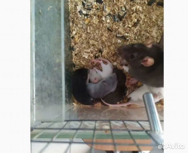 Добрые грызуны