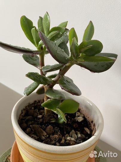 Крассула толстянка