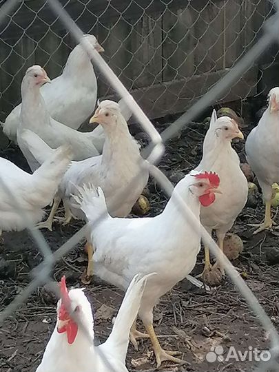 Куры несушки