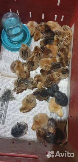 Куры Кучинские, несушки,домашние и цыплята