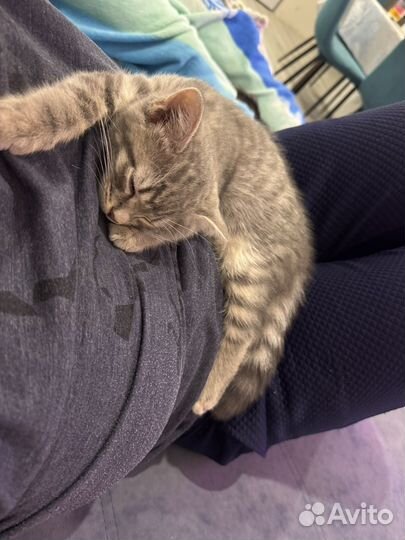 Котенок в добрые руки