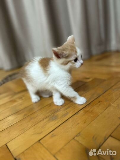 Кошка в дар