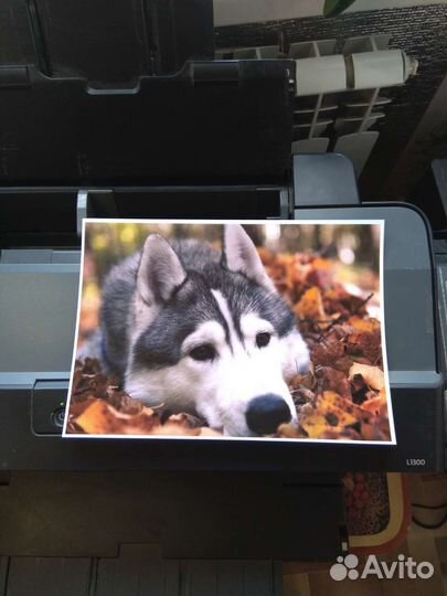Принтер Epson L1300