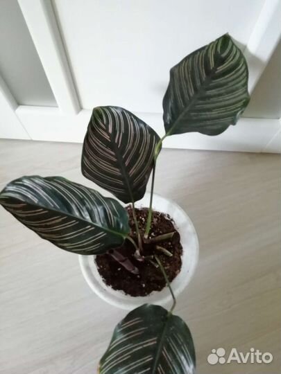 Горшок для цветов и цветы комнатные