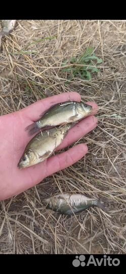 Сазан карп амур толстолобик малек