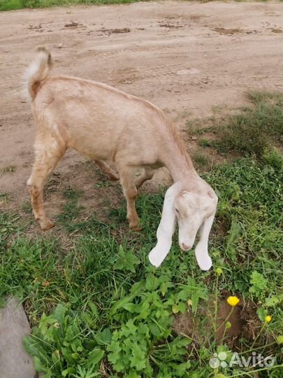 Продаются Камори-Нубийские козочки