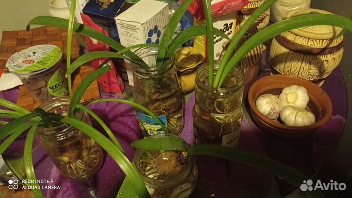 Валлота, комнатное растение