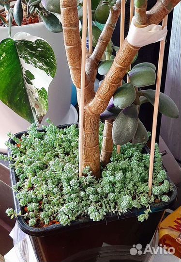 Sedum dasyphyllum major
