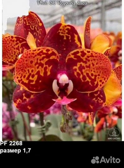 Орхидея фаленопсис