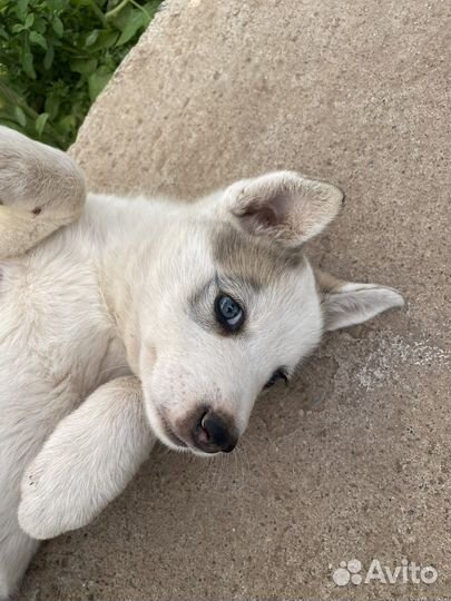 Щенок западно сибирской лайки