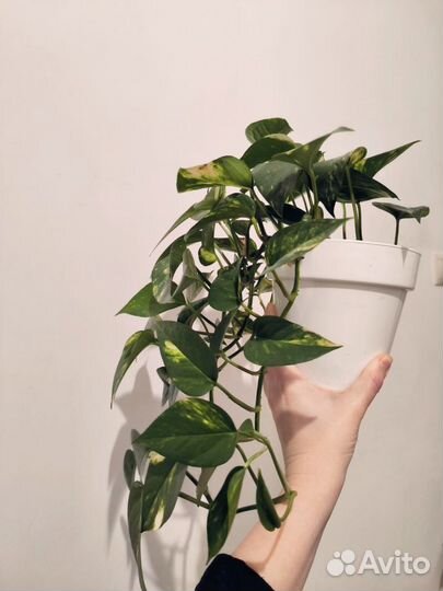 Эпипренум золотистый