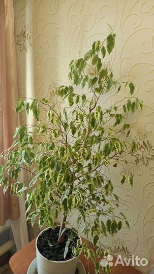 Фикус Бенжамина