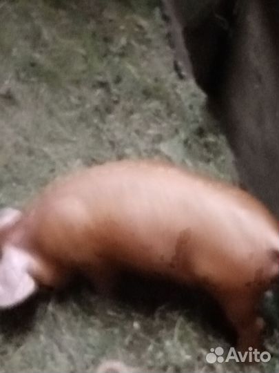 Гибрид 3 пород