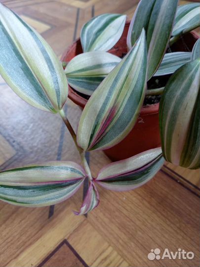 Традисканции