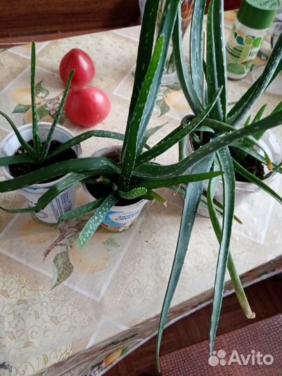 Лечебное растение Алое Вера