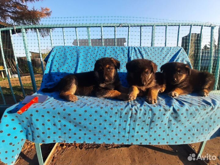 Щенки Овчарки