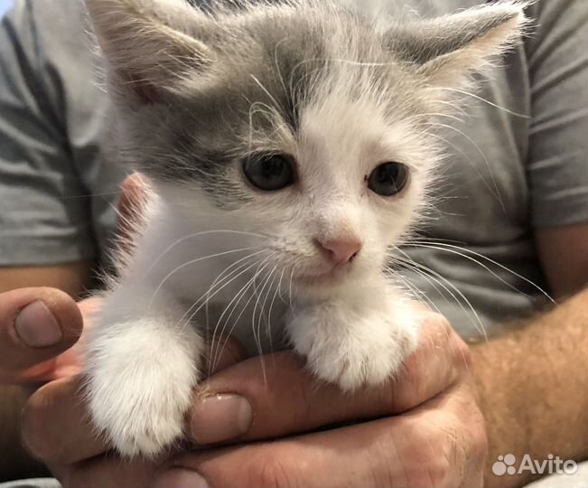 Котята бесплатно