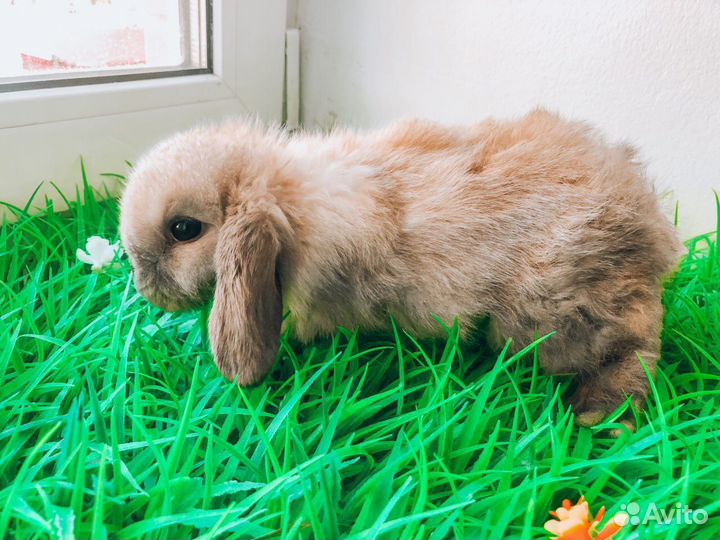 Карликовый кролик - вислоухий супер мини