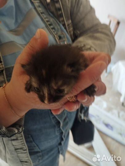 Кошка