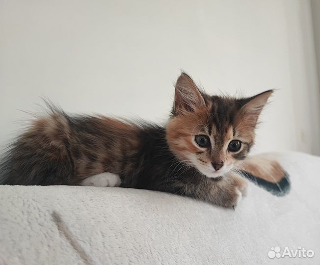 Отдам в добрые руки кошечку