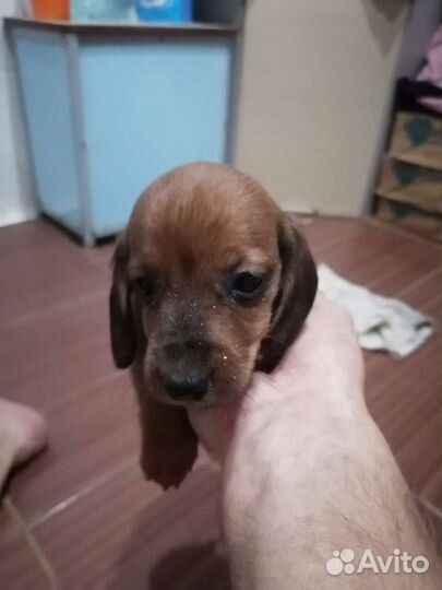 Щенки таксы