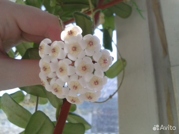 Хойя Бурма, укорененные черенки