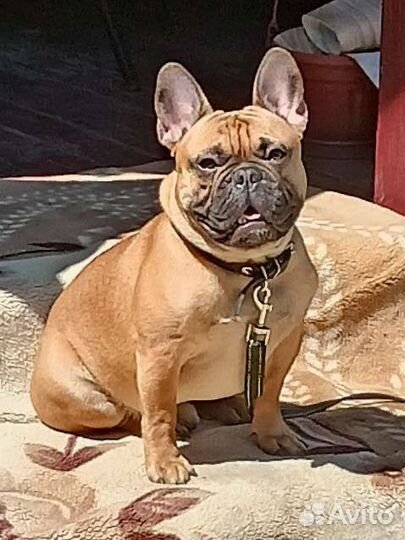 Вязка собак Очаровательный кобель для вязки