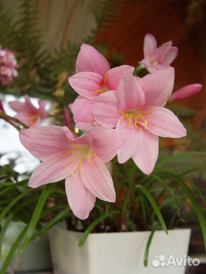 Зефирантес грандифлора