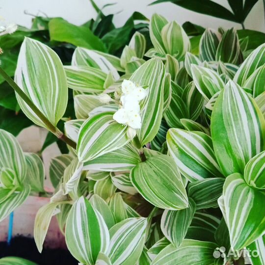 Традесканция