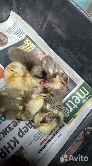 Мускусные утки и индоутята