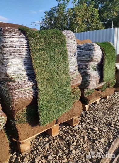 Купить рулонный газон