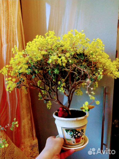 Аихризон, дерево любви и благополучия