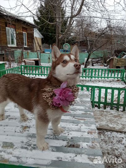 Собачка в поиске дома