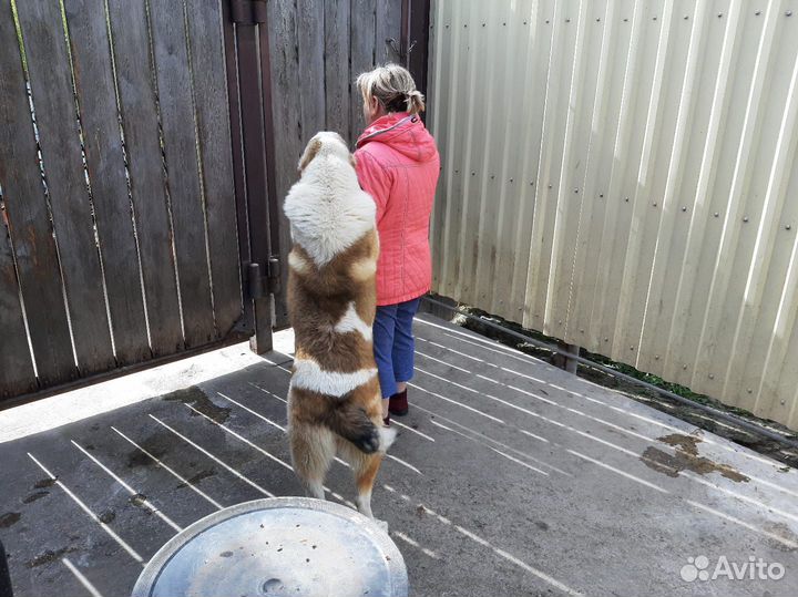 Продается девочка сао