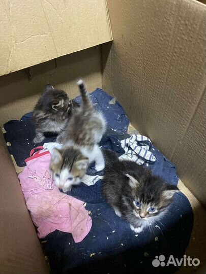 Кошка
