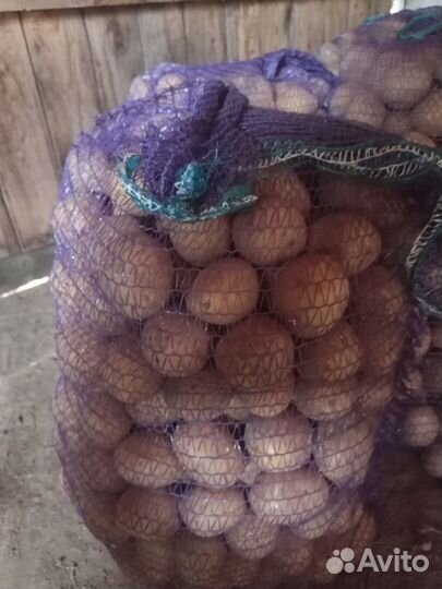 Семена картофеля сорта Гала