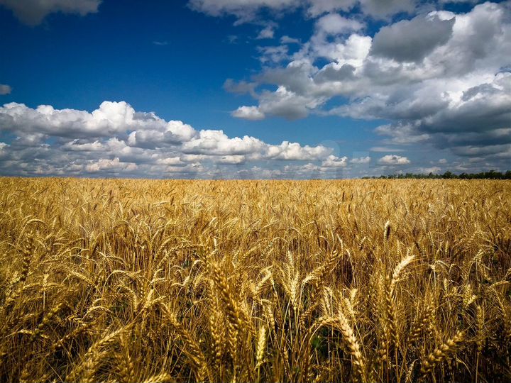 Участок 10 га (СНТ, ДНП)