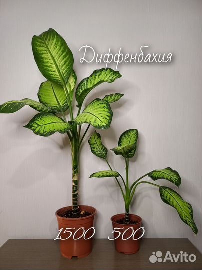 Комнатные цветы/растения