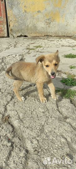 Крошечка- девочка