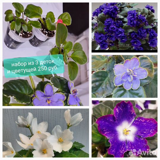 Набор деток сортовых фиалок