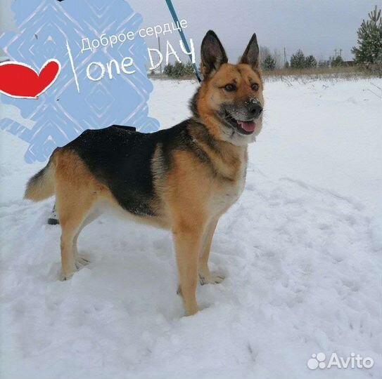 Собака в добрые руки