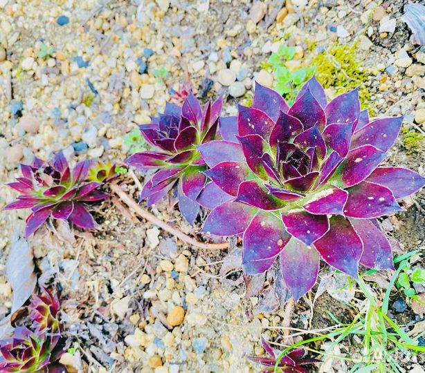 Суккуленты